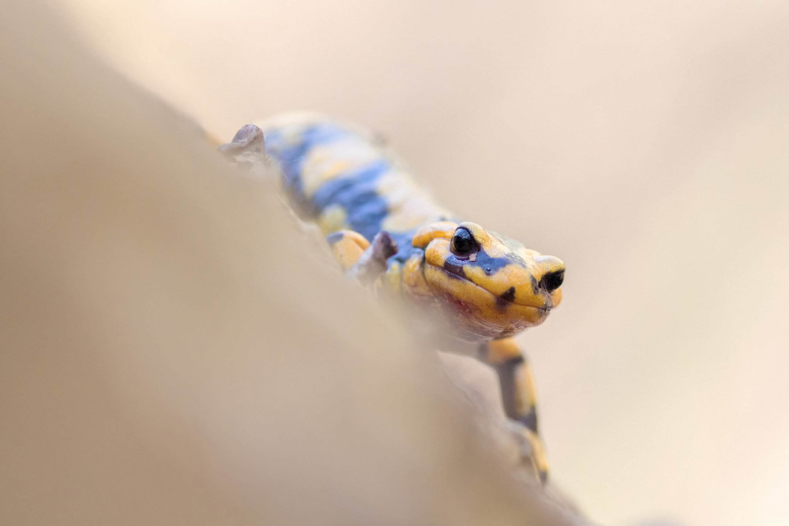 Antonio-Mancuso-Cat.B-Flame-in-the-woods-presso-Serra-San-Bruno-VV-Copia-scaled.jpg
