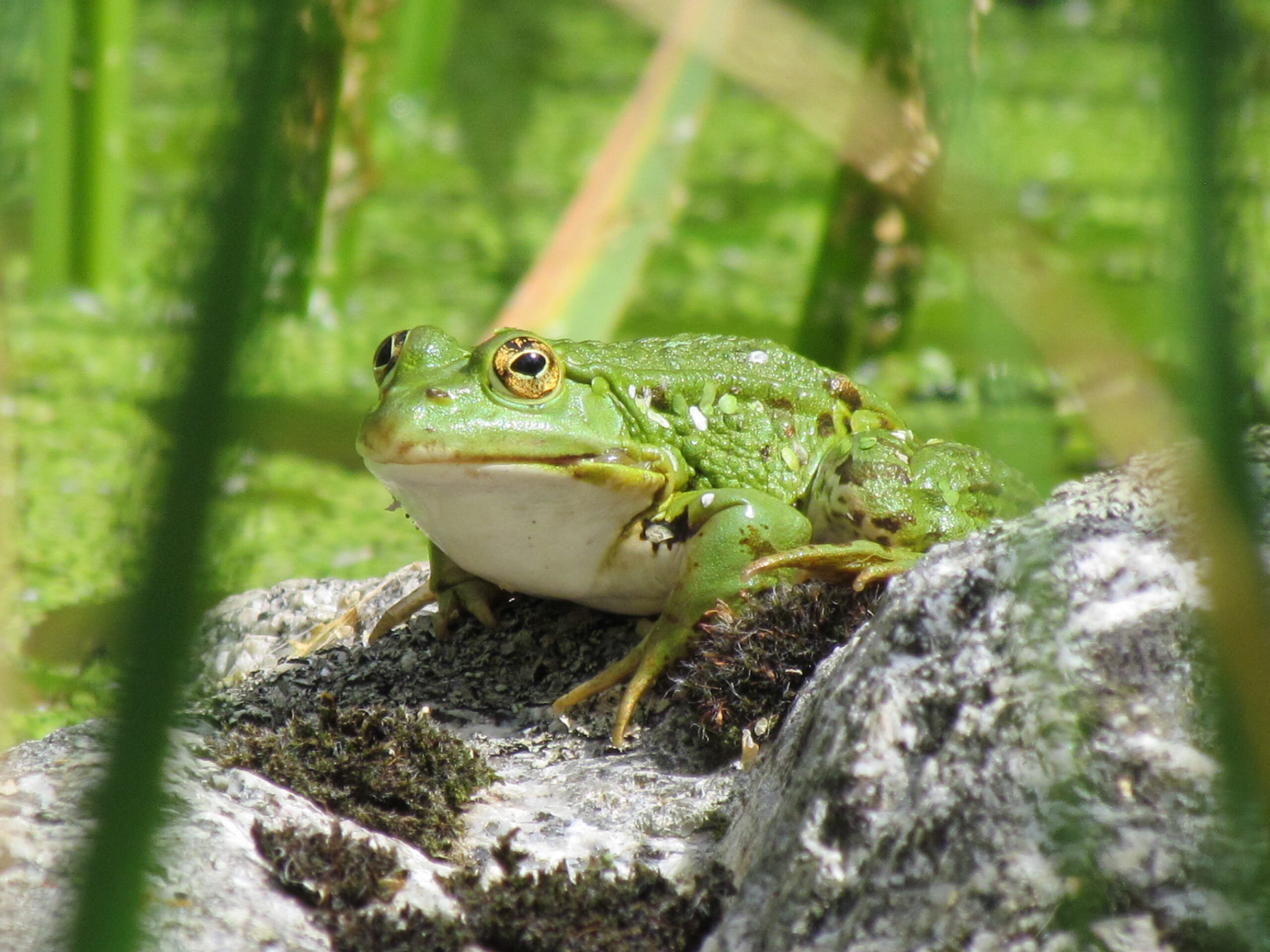 Giuseppe-Donato-Cat.B-Hyla-arborea-rana-—-presso-Rosarella-Serra-San-Bruno-VV-scaled.jpg