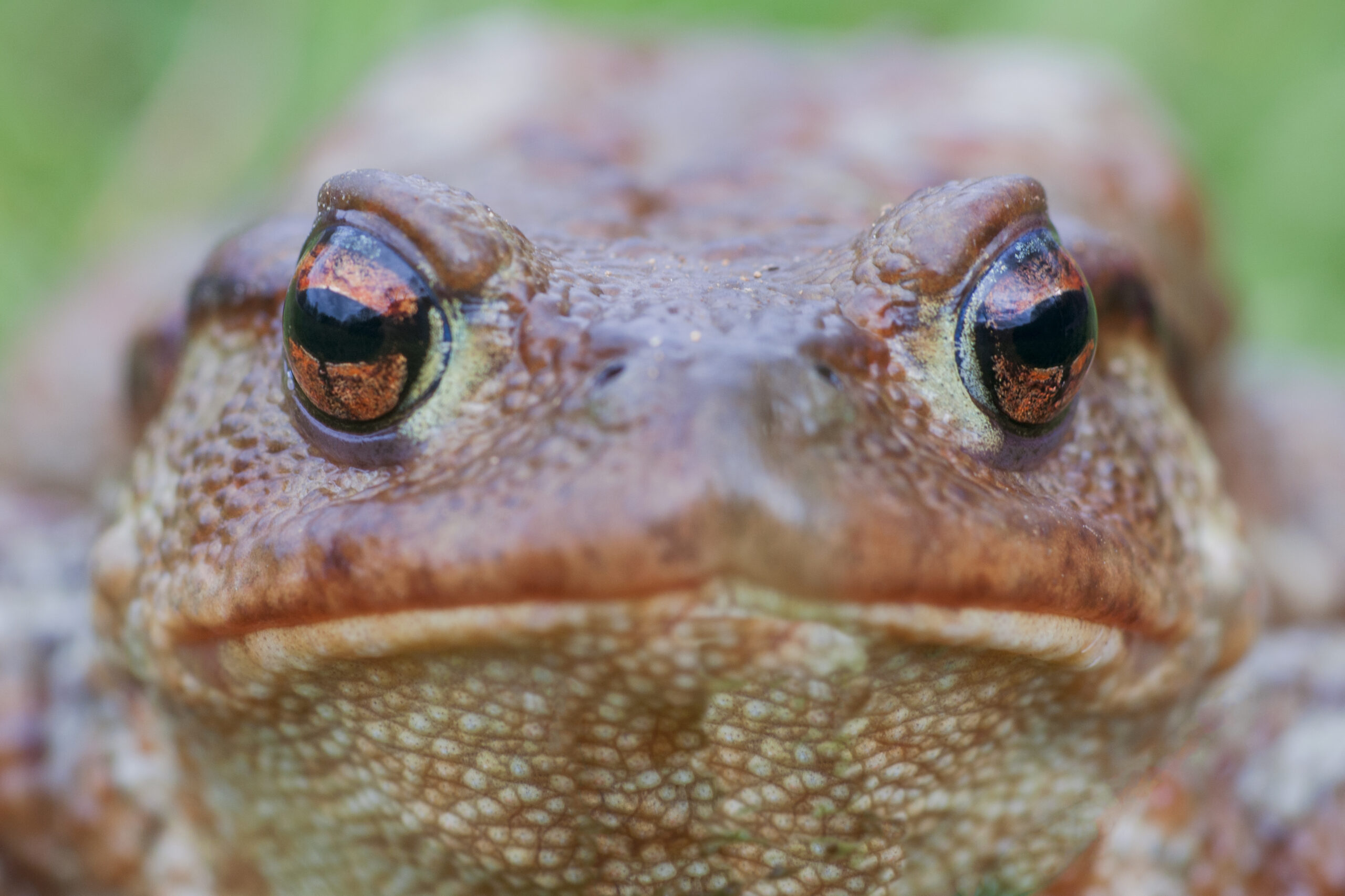 Giuseppe-Intrieri-Cat.B-Bufo-Bufo-rospo-comune-con-Giuseppe-Intrieri-presso-Bosco-Archiforo-scaled.jpg