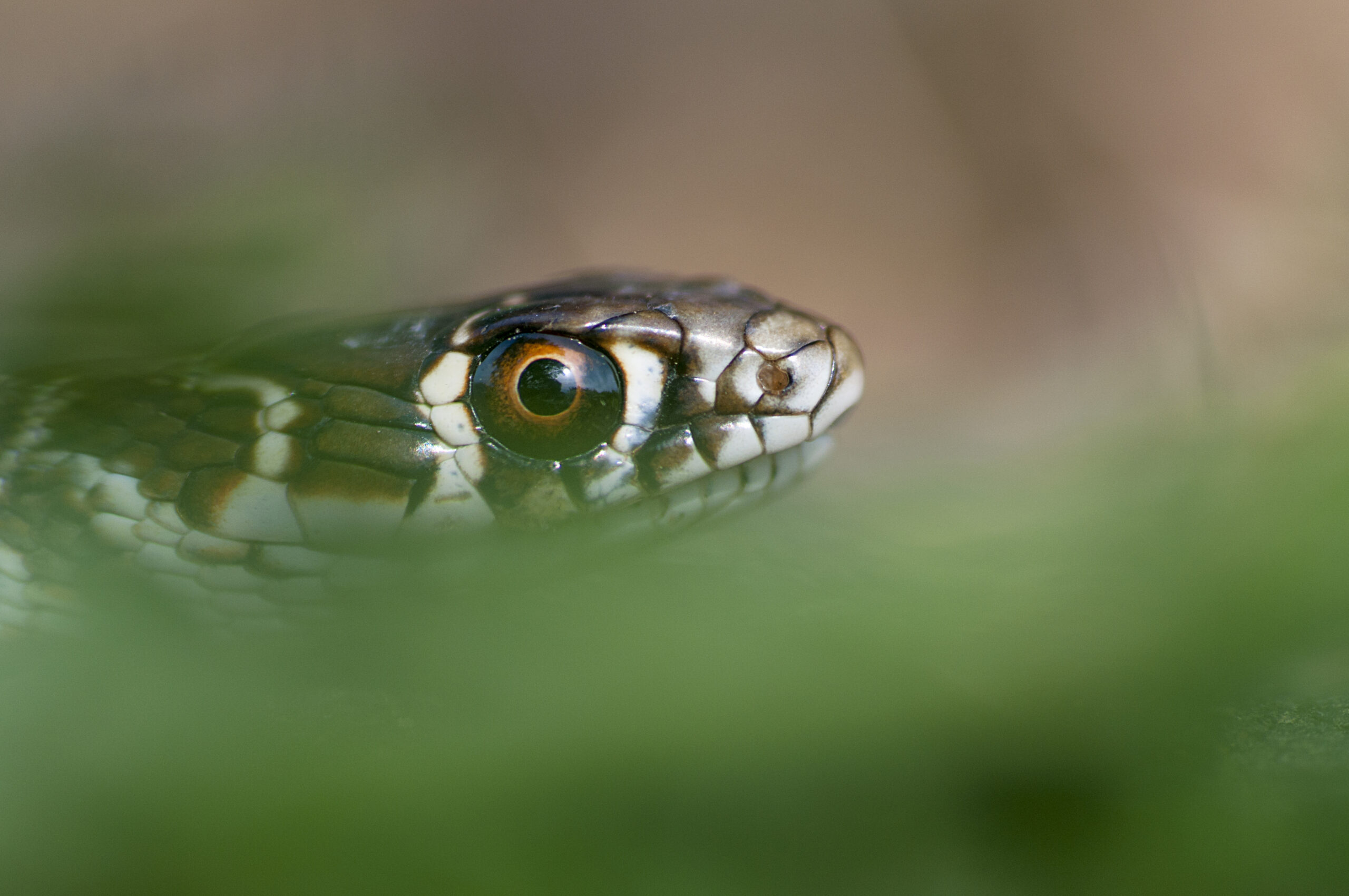 Giuseppe-Intrieri-Cat.B-Hierophis-viridiflavus-giovane-presso-Monte-Pecoraro-Mongiana-VV-Copia-scaled.jpg
