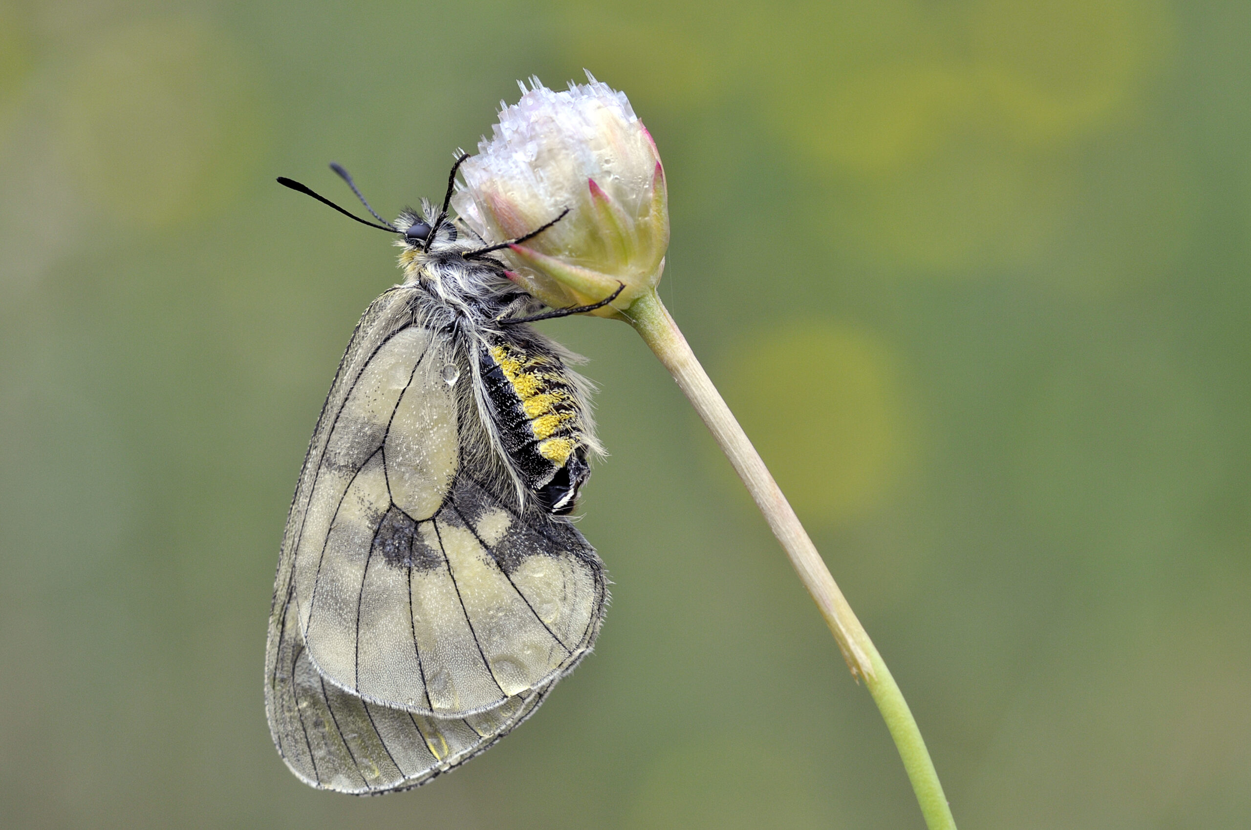 Giuseppe-Intrieri-Cat.B-Parnassius-mnemosyne-presso-Monte-Pecoraro-Mongiana-VV-scaled.jpg